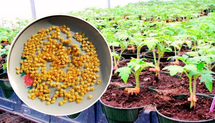 Як потрібно готувати насіння томатів до посіву, щоб розсада була міцною