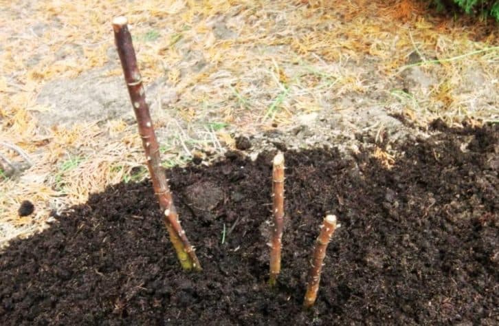 Як врятувати кущ троянд, якщо він постраждав від заморозків.  7 важливих порад