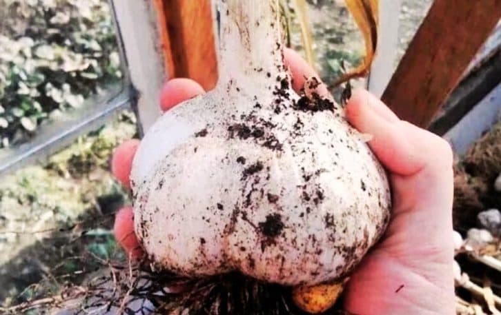 Як виростити часник розміром з кулак: хитрістю досвідченого городника ділюся з вами