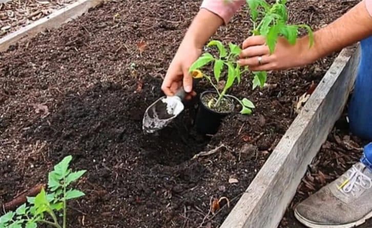 Якщо є манка, то гній можна не використовувати: добриво мега при висадці розсади