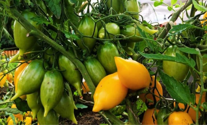 Хвалила і буду хвалити. Розкішний сорт жовтих помідорів. Урожай дає у 5 разів краще, ніж інші