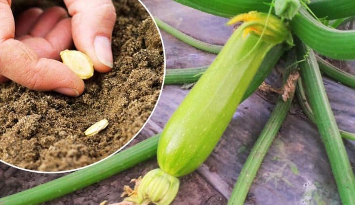 Коли і як правильно садити кабачки навесні, щоб найпершою отримати врожай