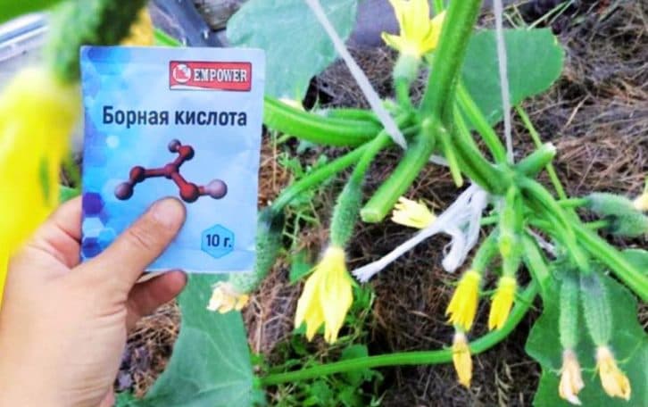 Маленька хитрість для великого врожаю: як бор допоможе збільшити кількість зав’язей