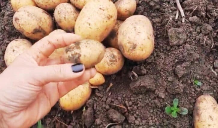 Найкращий сорт картоплі.  Хвалять усі сусіди та рідні.  Невибагливий, а врожай із 1 пакету більше 50 кг