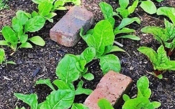Навіщо досвідчені городники розкладають цеглу на грядці? Дачна хитрість