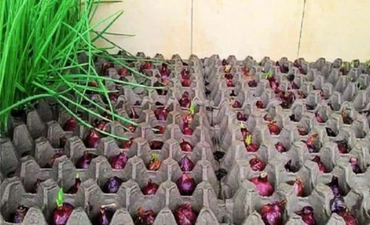 Незвичайний та цікавий спосіб вирощування цибулі. Без бруду та врожай відмінний