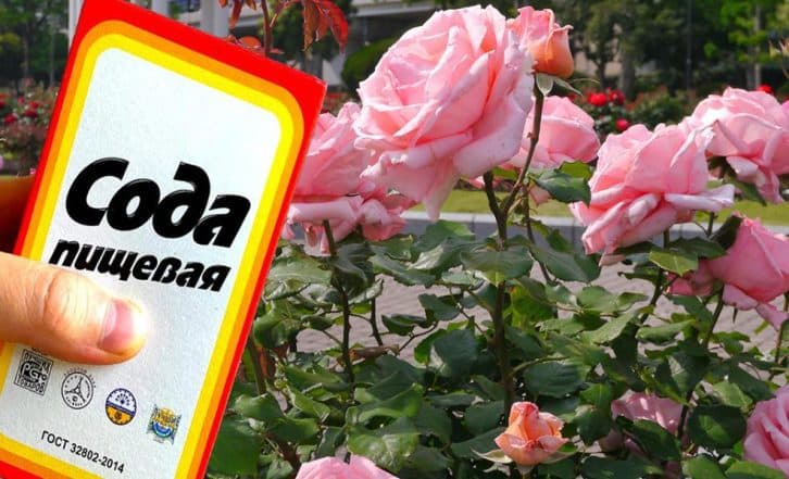 Омолоджую кущі троянд за допомогою соди: пагони з’являються через 3 тижні і троянди пишно цвітуть все літо