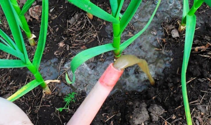 Підживлення часнику ранньою весною: лайфхаки, завдяки яким урожай буде шикарним