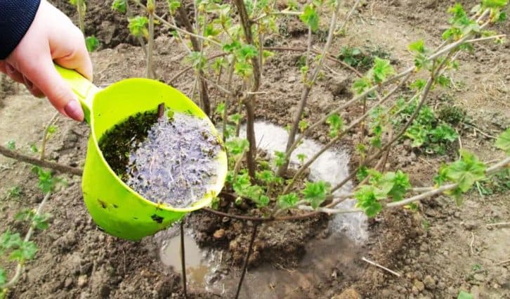 Підживлення смородини, коли починає розпускатися листя. Ягоди будуть великими, якщо використовувати один засіб