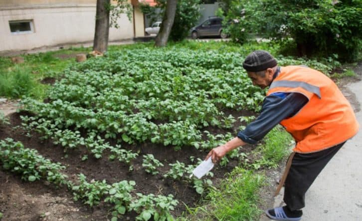 Підживлення, завдяки якому врожай буде в 4 рази більшим. Ніколи мене не підводила