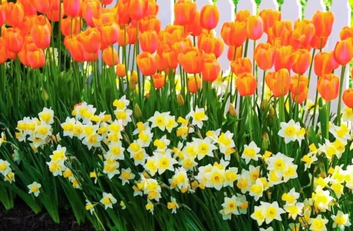 Підживлюю тюльпани та нарциси цим порошком. Ефект перевершив очікування. Цвітуть пишно та довго