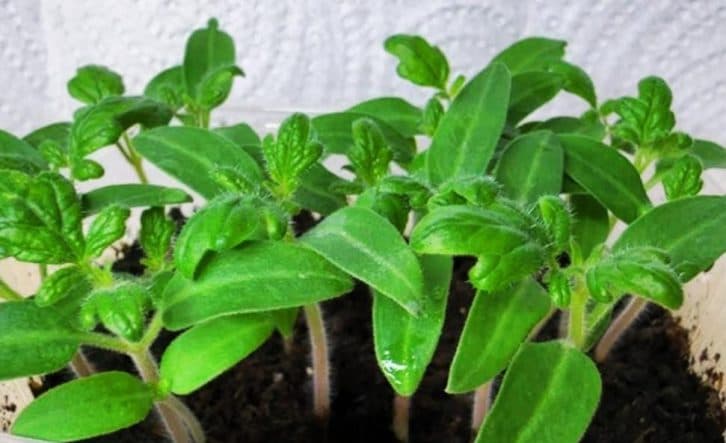 Поливаю цим розчином розсаду, щоб росла в широчину і не витягувалася.  Через пару днів рослину не впізнаєте