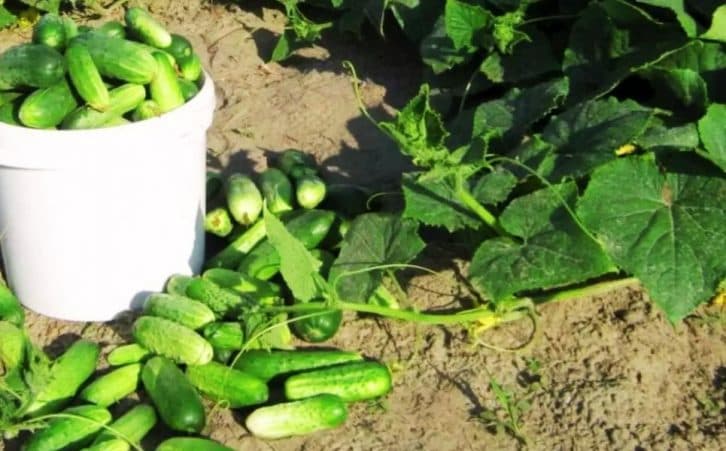 Поруч із грядкою огірків саджаю один овоч і завдяки йому врожай виходить у 2 рази краще