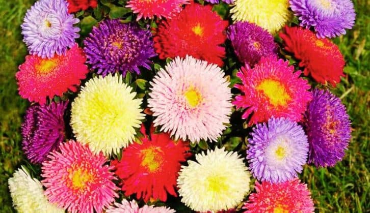 Посадіть у такий спосіб – і не пошкодуєте! Як посіяти айстри, щоб вони цвіли аж до морозів