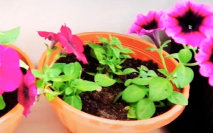 Посійте петунню, як я говорю і вона «попрет», як ненормальна навіть на балконі