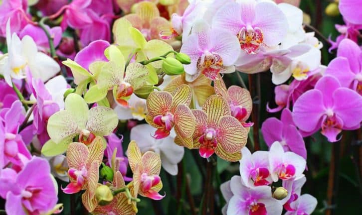 Пожвавлення зів’ялої орхідеї за допомогою пляшки: розповідаю як я врятувала рослину