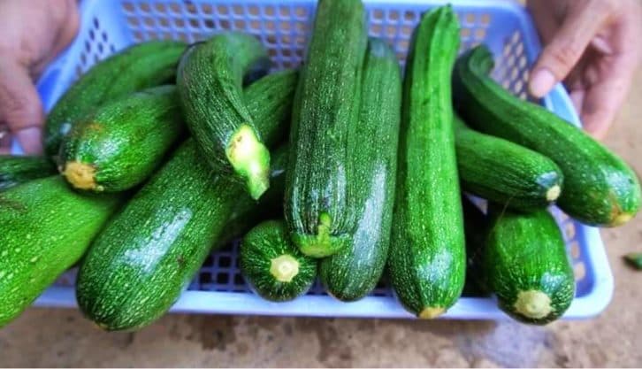 Секретний метод вирощування кабачків: більше врожаю та економія місця на ділянці