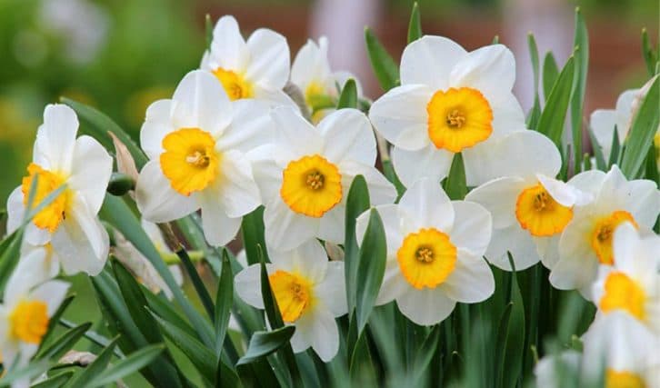 Що потрібно зробити із нарцисами після того, як вони відцвіли. Раніше нехтувала цією важливою дією, тепер виправилася