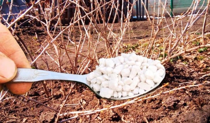 Важливе підживлення смородини провесною. Чим потрібно посипати, щоб здобути грандіозний урожай