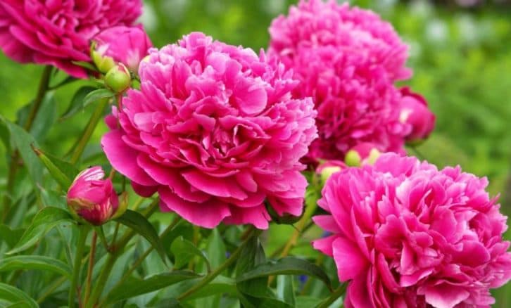 Відразу після сходів півонії підсипаю під кущі це добриво. Квіти після нього дуже пишні