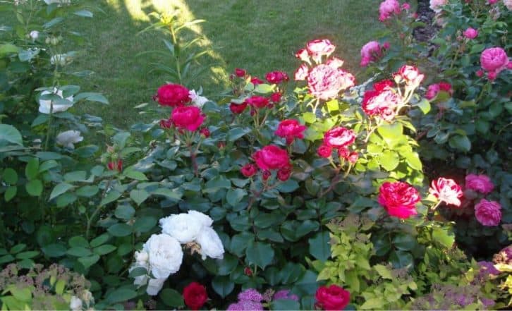 Вся ділянка буде в трояндах, якщо після зими нагодувати їх цим засобом