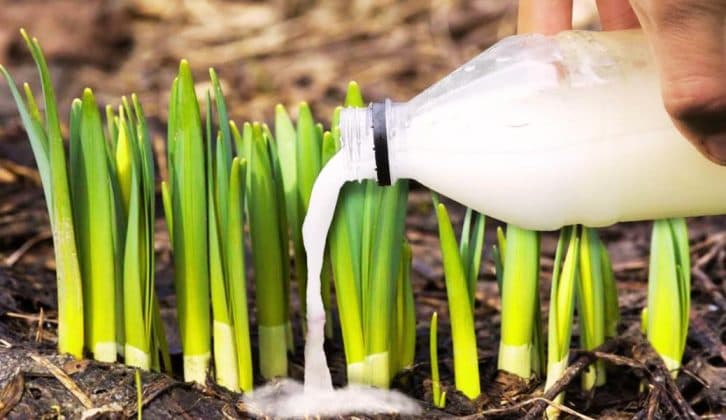 Виростуть міцними та великими: як і чим потрібно підгодовувати квіти цибулі навесні