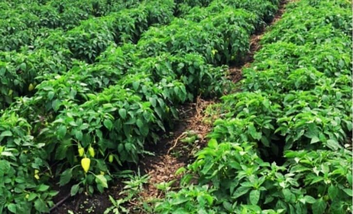 Завжди саджу перець по два на лунку і дуже густо. Найкраща схема посадки