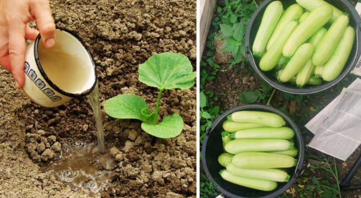 Городникам на замітку: 3 головні секрети отримання шикарного врожаю кабачків