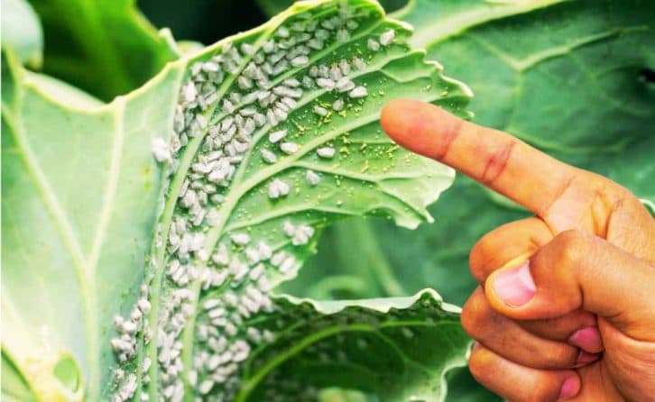 Городники, беріть на замітку. Не дайте білокрилці зжерти весь урожай. Розповідаю, як її позбутися