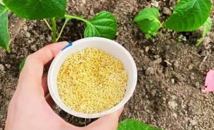 Якщо підгодувати пшоном огірки, перці та помідори, то ви не знатимете куди врожай подіти