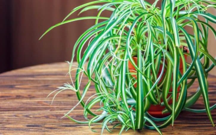 Якщо у вас в будинку є ця рослина, вам пощастило: не дарма її називають золотом