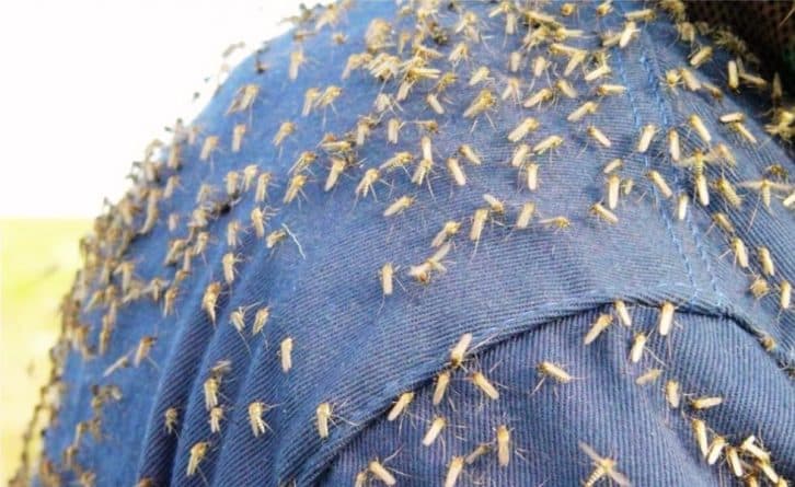 Лісник розповів, як легко позбутися мошкари та комарів у лісі чи на дачі. Навіть купувати нічого не доведеться