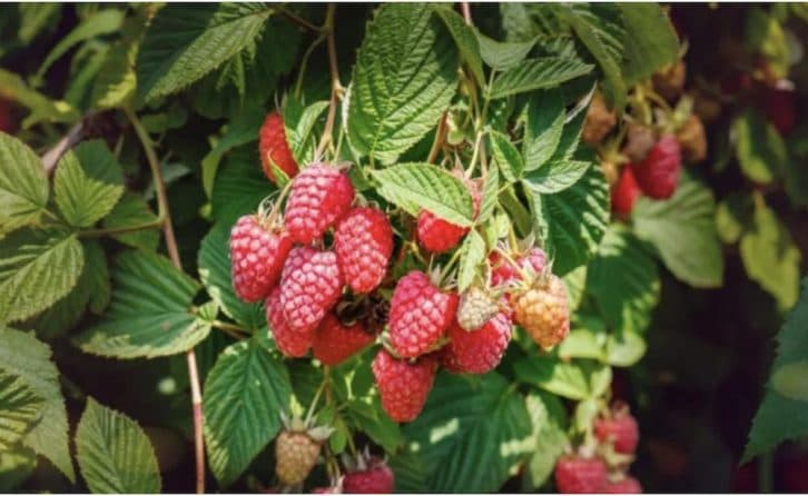 Малину не знаю куди подіти. 10 крутих порад щодо вирощування великої та солодкої ягоди