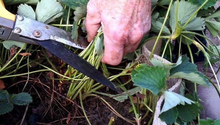 Обрізання листя полуниці: навіщо, коли і як це потрібно робити