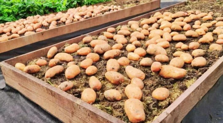 Посадили лише 2 грядки, а їли всю зиму.  Розповідаю про унікальну систему посадки картоплі
