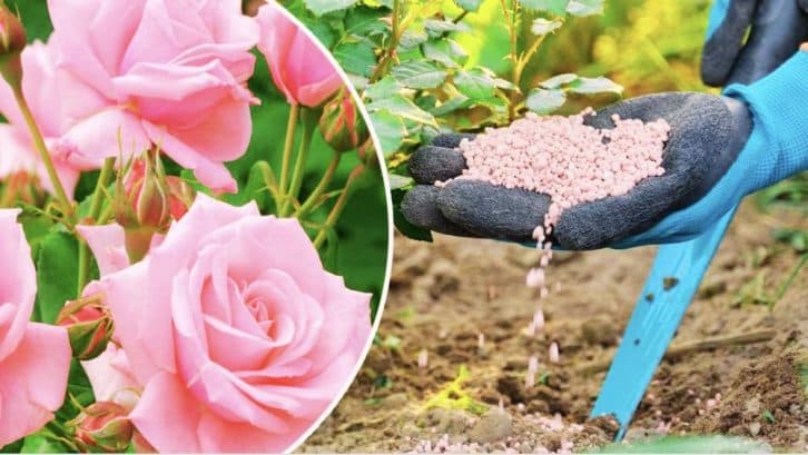 Ваші троянди будуть пишно квітнути все літо, якщо правильно їх підгодувати в травні
