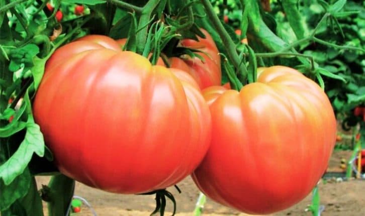 За порадою бабусі щороку підгодовую помідори содою. Не знаючи бід збираю з кожного куща по відру