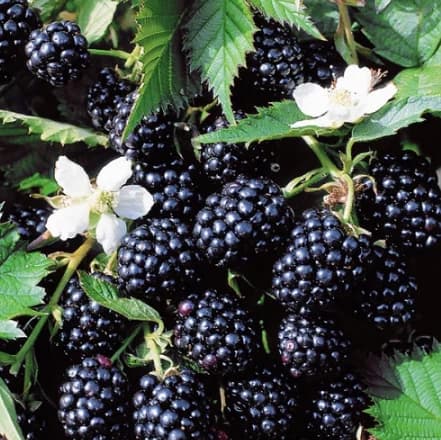 Саджанці ожини: від вибору посадкового матеріалу до врожаю