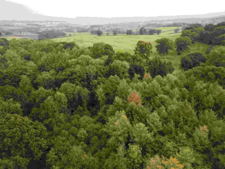 Передові технології керують відновленням природи в лісах Великобританії