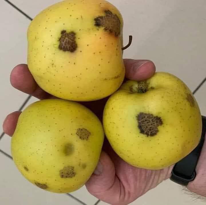 Чому плями на яблуках — це не недолік, а перевага?