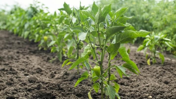 По два перці в одну лунку: чому цей овоч краще садити саме так?