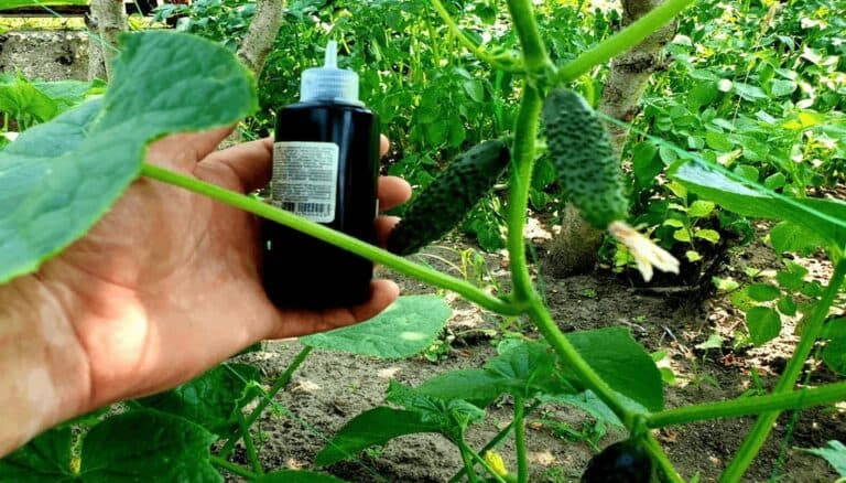 Врятувала огірки від пожовтіння на раз-два! Простий і дієвий засіб для огірочків