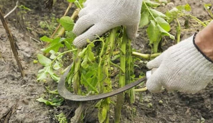 Коли й чому потрібно обрізати бадилля картоплі? Ділюся своєю думкою