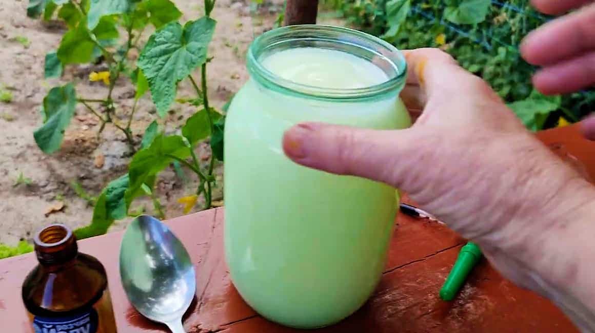 Овочі «тішать» до самих морозів! Натуральне добриво, яке вражає своєю ефективністю