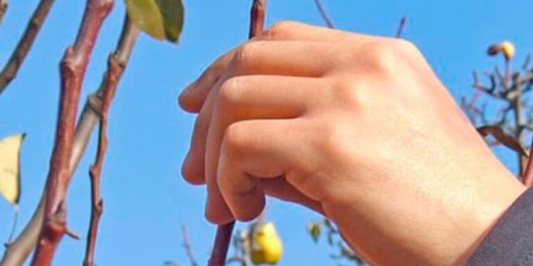 8 дерев, які обовʼязково потрібно обрізати восени, щоб урожай тішив