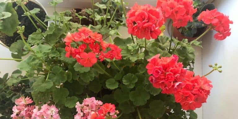 Пропала вся герань, а я не розуміла чому. Усього 1 моя прикра помилка знищилa 26 квітів