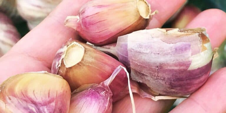 6 місць, куди заборонено саджати озимий часник (про 2 багато хто не знає)