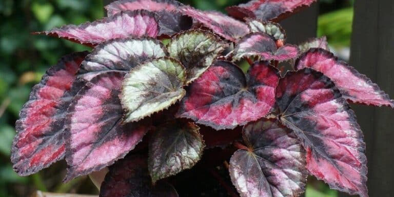 Моїм бегоніям усі заздрять! 5 правил і ваша «королева тропіків» почуватиметься як удома