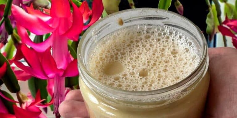 Щоб ваш різдвяник почав пишно квітнути, полийте його цим розчином і виконайте кілька простих дій