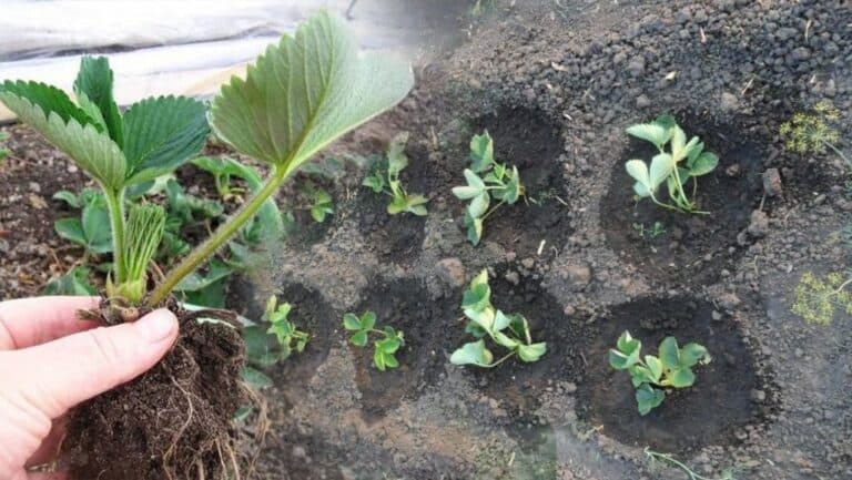 5 помилок під час посадки полуниці восени. Я їх виправив і вам раджу